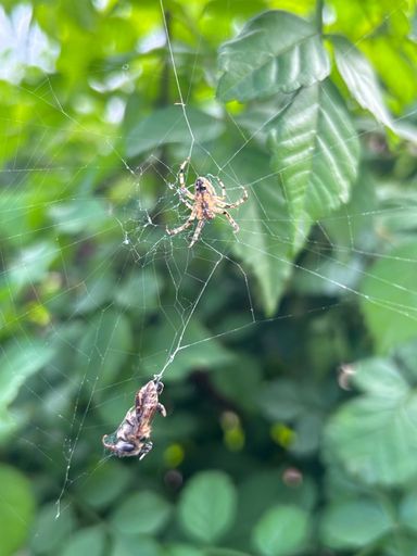A macro shot of two spiders entangled in a web