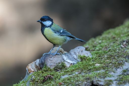 A small bird with a striking black and yellow plumage perches atop a cluster of moss-covered rocks, taking in the view of its surroundings
