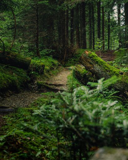 A picturesque view of a lush green forest with a winding dirt trail leading into it, showcasing the beauty of nature