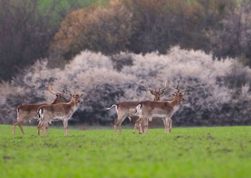 A closeup of  herd of deer standing in a grassy field, framed by trees in the background