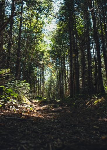 A vertical shot of a scenic dirt road winding through a dense forest, lined with tall trees