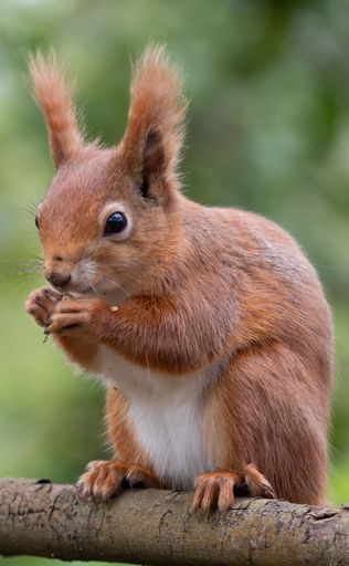 A closeup shot of a squirrel perched on a branch, holding a piece of food in its paws and eating it.