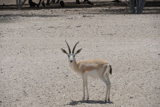 A majestic white-tailed deer stands in a sandy grassland surrounded by a wooden fence and lush trees