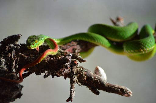 A closeup shot of a venomous white-lipped pit viper also known as Trimeresurus Albolabris in Latin