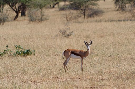A graceful gazelle standing in a sunlit meadow with tall trees in the background