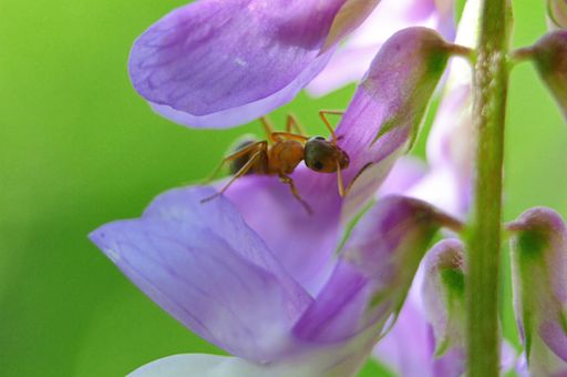 A macro closeup of an ant on a purple flower in nature with a green background