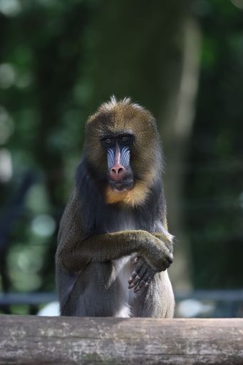A baboon perched atop a wooden log in a lush, green forest setting.