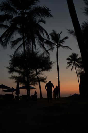 A tranquil beach scene featuring a stunning natural landscape of lush palm trees  at sunset