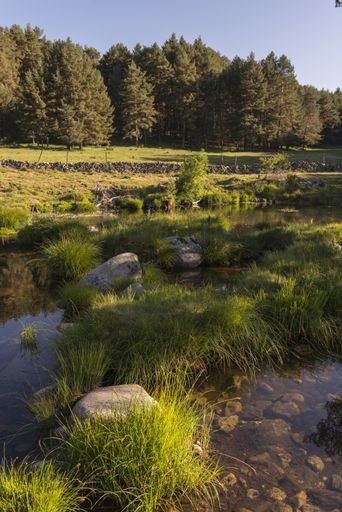 A vertical shot of a beautiful green Sierra de Gredos Regional Park in Spain on a sunny day