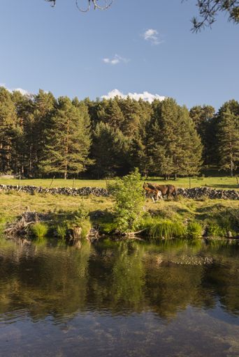 A vertical shot of nature in Gredos, Spain during daylight