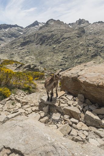 a vertical shot of a mountain goat with big horns in the Gredos mountain range in Spain