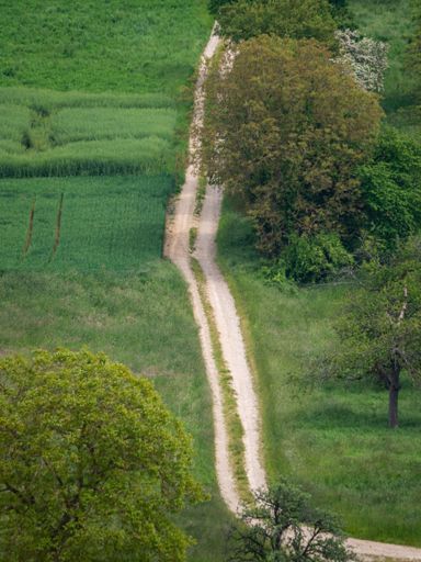 A scenic rural road in the Alsace region of France, winding through a lush, green field dotted with trees