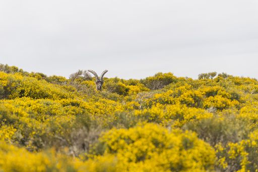 a mountain goat with big horns in the yellow blooming field in the Gredos mountain range in Spain
