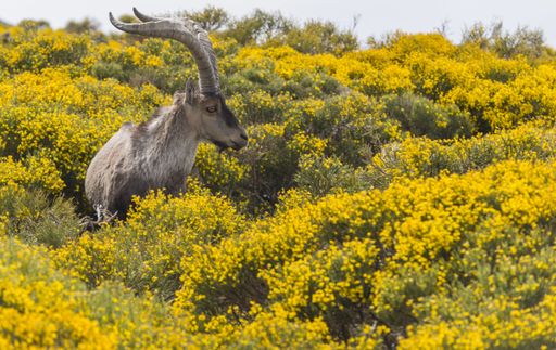 a mountain goat with big horns in the yellow blooming field in the Gredos mountain range in Spain