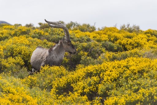 a mountain goat with big horns in the yellow blooming field in the Gredos mountain range in Spain