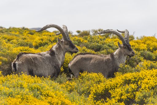 the mountain goats with big horns in the yellow blooming field in the Gredos mountain range in Spain