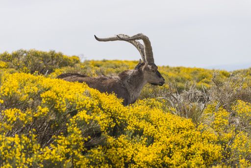 a mountain goat with big horns in the yellow blooming field in the Gredos mountain range in Spain
