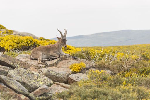 a mountain goat with big horns sitting on the rock in the yellow field in Spain