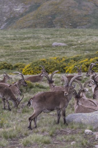 a vertical shot of mountain goats with big horns having rest in the Gredos mountain range in Spain