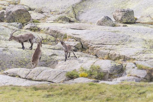 the mountain goats fighting with big hornsin the Gredos mountain range in Spain