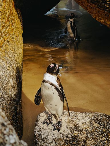 An African penguin stands atop a rocky outcrop, surveying its environment with a vigilant eye