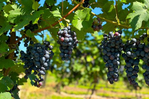 A closeup of Dornfelder, black grape of German origin used for red wine