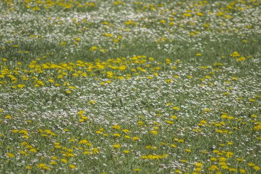 A closeup of a field filled with white and yellow flowers during daylight