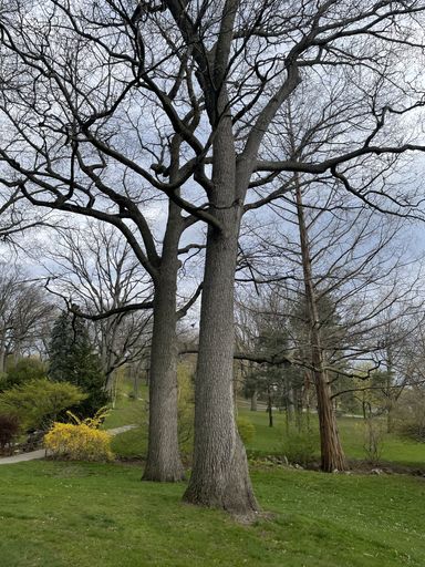 A vertical shot of dry trees in High Park - recreational and natural park in Toronto, Canada
