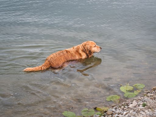 A selective focus shot of a retriever in the water