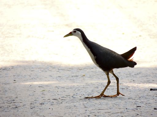 A closeup shot of a watercock standing on the ground