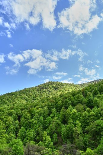 A vertical shot of the cloudy sky over a dense forest in summer