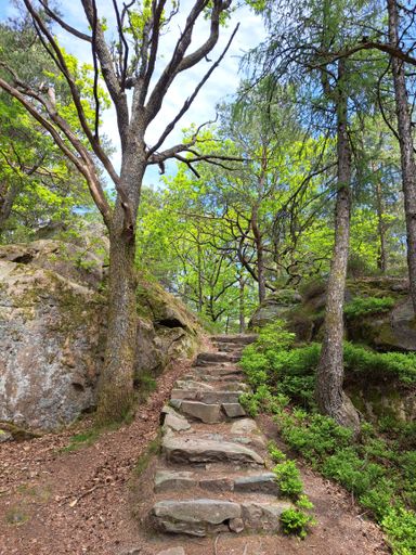 A stone path winding through a lush green forest.