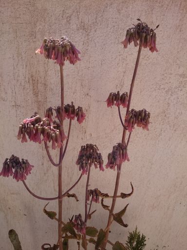 A vertical shot of dried flower plant in a flowerpot against a white wall