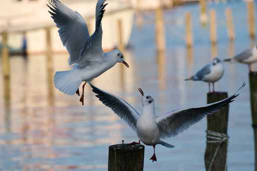 A selective focus shot of seagulls with the sea in the background