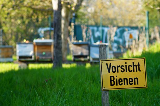 A sign warns of bees in front of some beehives in a local recreation area. The beehives can be seen in the background.