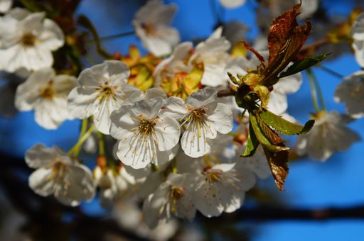 Close up of cherry blossoms in bright sunlight. Details are well visible.