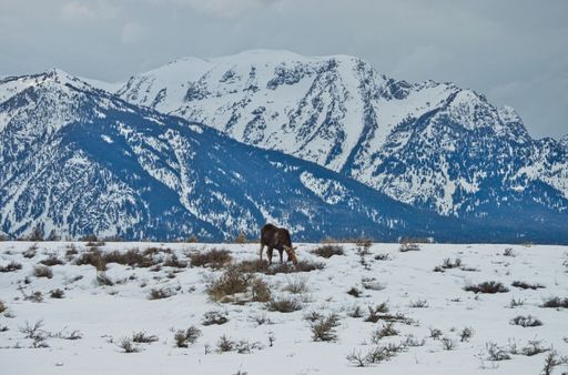 A moose grazing in a snowy meadow