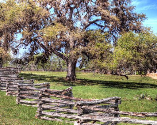 A split-rail zig-zag fence in front of a beautiful oak tree