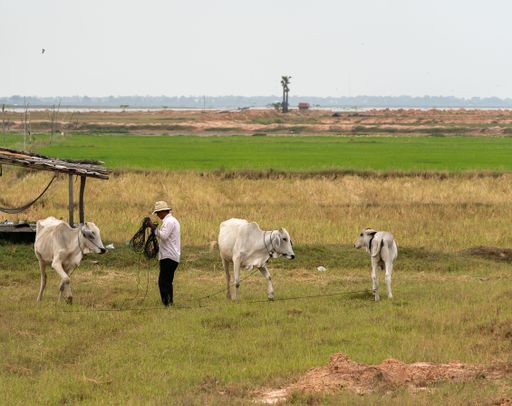 Three white cows grazing in a grassy field with a farmer working nearby