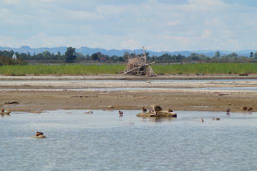 A beautiful shot of birds on the river in front of a landscape field with a hut