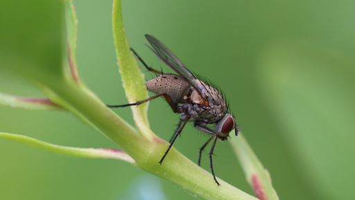 A closeup selective focus shot of a fly on a leaf with greenery on the background