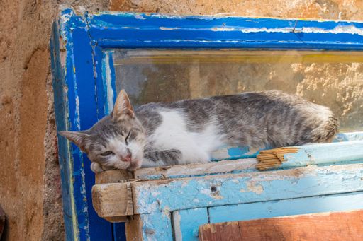 A gray cat sleeping on an old counter of a demolished house