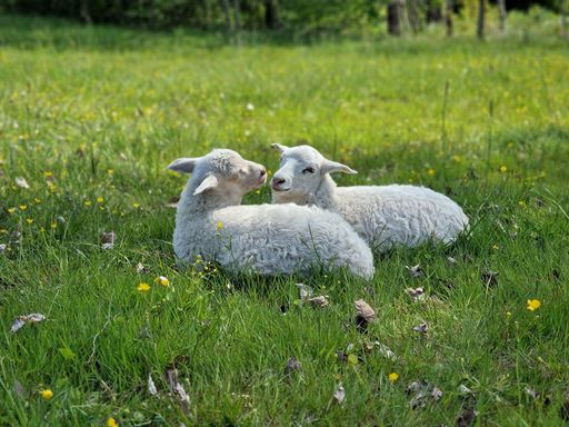 The lambs resting in a grassy field snuggled close together in a peaceful moment
