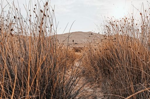 A closeup shot of a path surrounded by dry reeds on the mountains