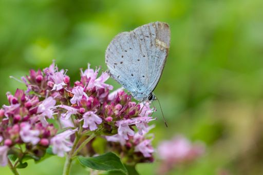 A vibrant yellow butterfly perched atop a lush green plant with a colorful array of wildflowers in the background, set in a picturesque forest setting