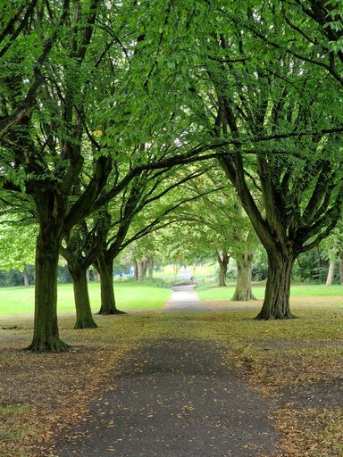 A scenic view of a pathway lined with green trees