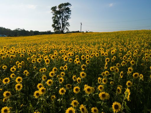 A beautiful shot of a vibrant field of sunflowers under a sunny sky