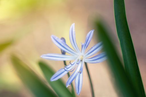 A closeup shot of a beautiful siberian squill flower with a blurred background