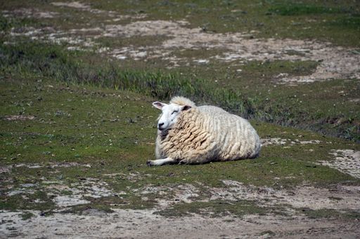 Sheep is lying in the field of the island of Sylt, Germany