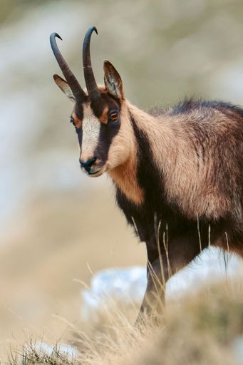 A beautiful Tatra chamois peacefully grazing in the picturesque mountains of Abruzzo, Italy.